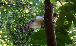 DSC03472 Crested Goshawk @ Pui O.JPG