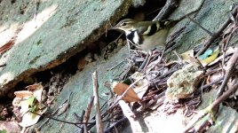 DSC03538 Forest Wagtail @ Pui O.JPG