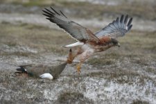 Red Backed Hawk (Cape Pembroke) 003.JPG