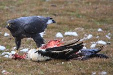 Red Backed Hawk (Goose Green) 015.jpg