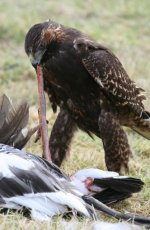 Red Backed Hawk (Stanley) 011.jpg