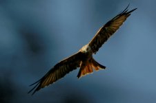 Red kite.jpg