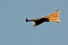 Red kite2.jpg