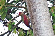 Crimson-winger Woodpecker.jpg