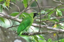 Greater Green Leafbird, Male.jpg