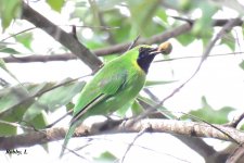 Lesser Green Leafbird, Male.jpg