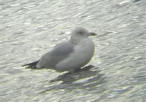 gull1.jpg