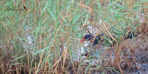 2016.08.02 Purple Swamphen.JPG