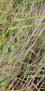 2016.08.02 Little Bittern.jpg