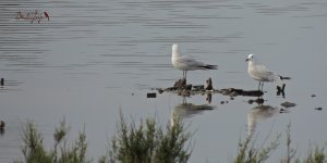 2016.08.02 Audouin's Gulls.JPG