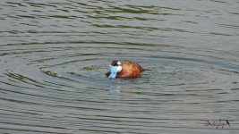 2016.08.02 White-headed Duck.JPG