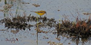 2016.08.02 Yellow Wagtail.JPG