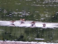 6 Dunlin.jpg