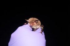 Bechstein's Bat (4).jpg