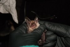 Bechstein's Bat.jpg