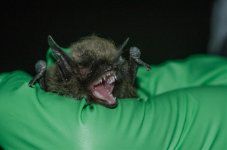 Whiskered Bat (2).jpg