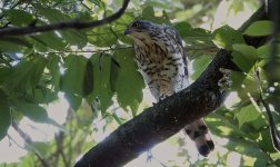 DSC03474 Crested Goshawk @ Pui O.JPG