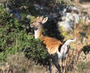 Deer Mallorca.jpg