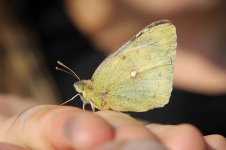 Pale Clouded Yellow lt 4.jpg