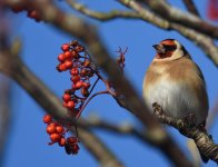 Goldfinch_Allenvale_201116a.jpg