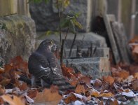 Sparrowhawk_Allenvale_201116a.jpg