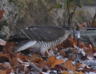 Sparrowhawk_Allenvale_201116b.jpg