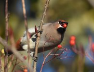 Waxwing_Kincorth_201116c.jpg