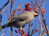 Waxwing_Kincorth_201116d.jpg