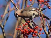 Waxwing_Kincorth_201116e.jpg