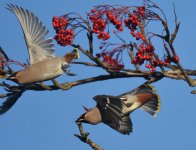 Waxwing_Kincorth_201116b.jpg