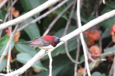 Black-throated Sunbird. 800.JPG