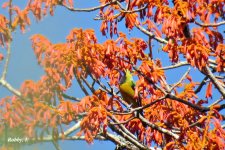 Orange-bellied Leafbird, male.JPG