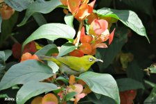 Oriental White-eye.JPG