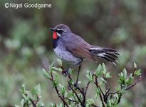 Chinese Rubythroat.jpg