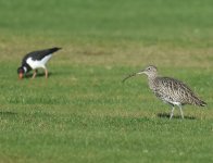 Curlew_Girdle Ness_291016a.jpg