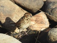 Reed Bunting_Girdle Ness_291016a.jpg