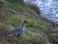 PF Goose_Girdle Ness_291016a.jpg