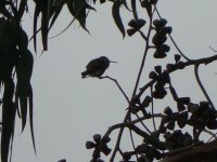 Chile hummingbird.jpg