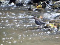 Distant Dipper.jpg