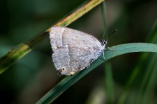 Purple Hairstreak 2 comp.jpg