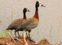 WHITE FACED DUCK.JPG