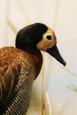 WHITE FACED TEAL-PORTRAIT.jpg