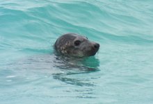 common seal.JPG