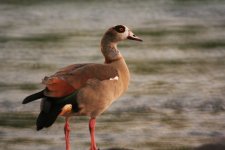 EGYPTIAN GOOSE -RESIZED.JPG