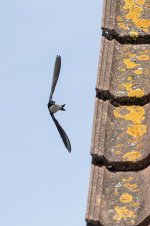 0627 House Martin BF.jpg