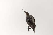 1052 Starling BF .jpg