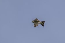 1133 House Martin BF.jpg