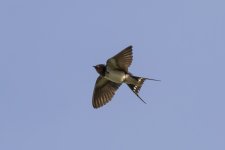 1135 Barn Swallow BF .jpg