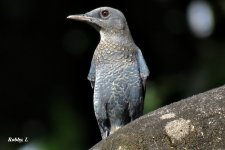 Blue Rock Thrush.JPG