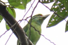 moustached barbet Tat Mok.jpg